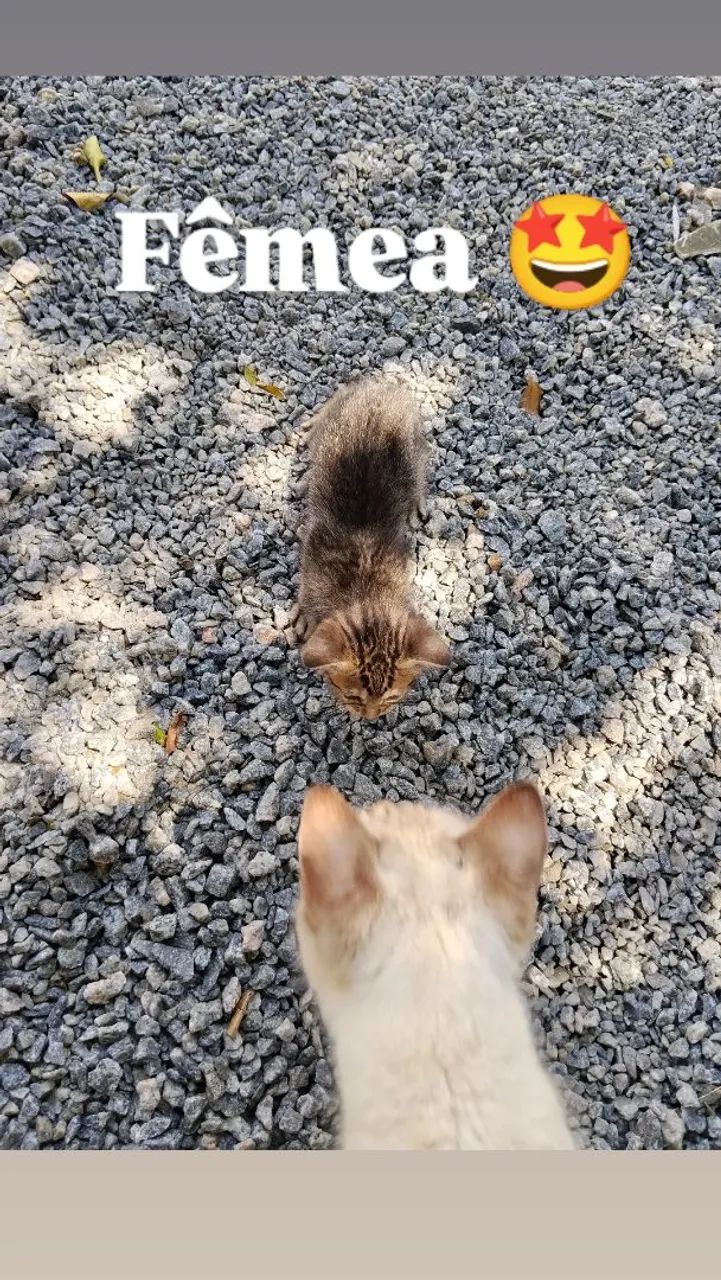 2 gatinhas  - Foto 3