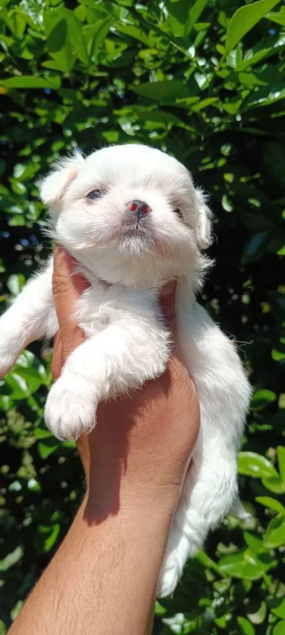 Shihtzu  - Foto 2