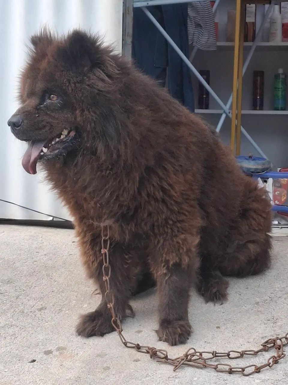 Chow chow fêmea  - Foto 5