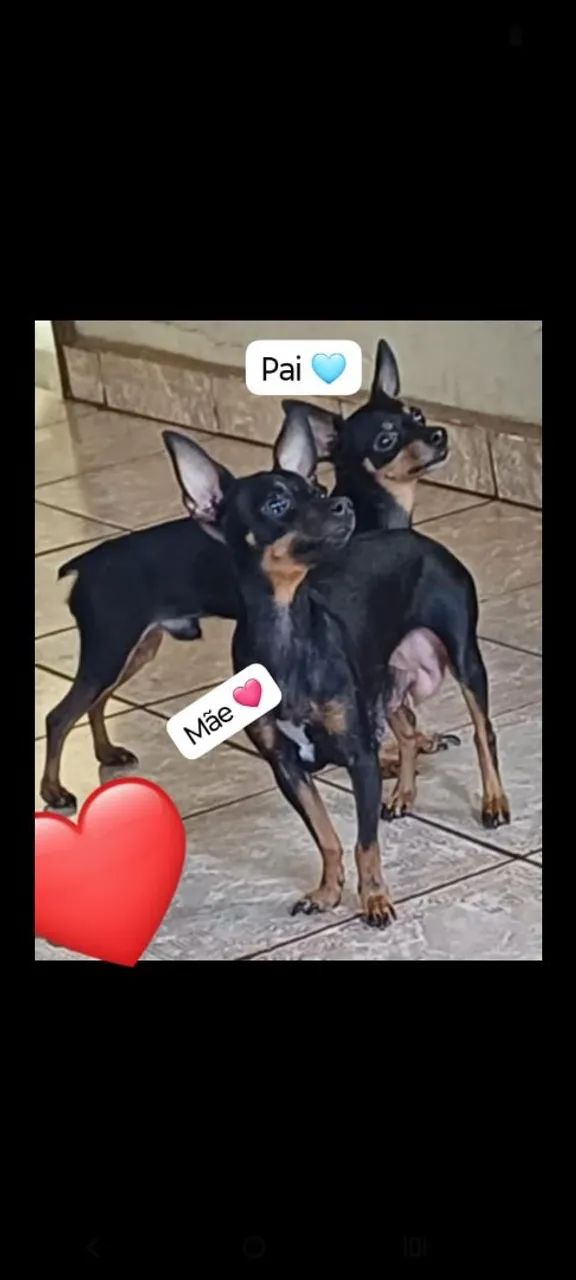 Pinscher  - Foto 3