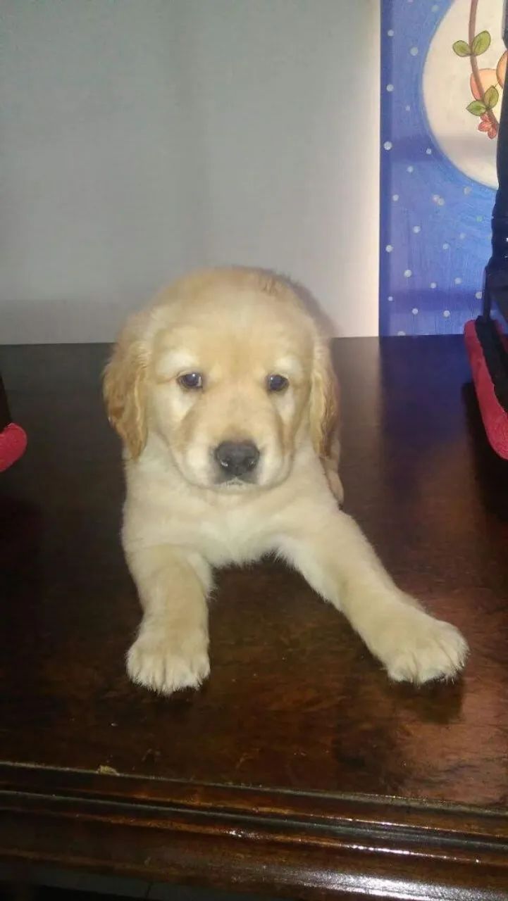 Golden Retriver macho - Foto 4