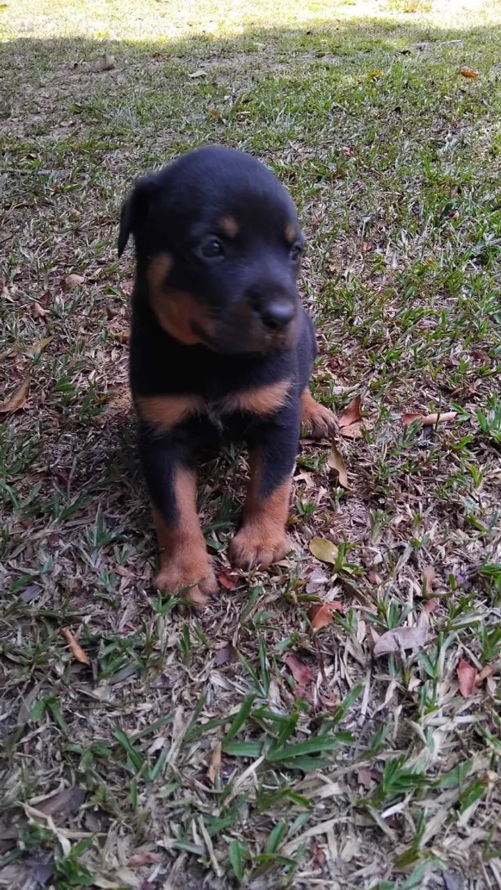 ROTTWEILER - Foto 3