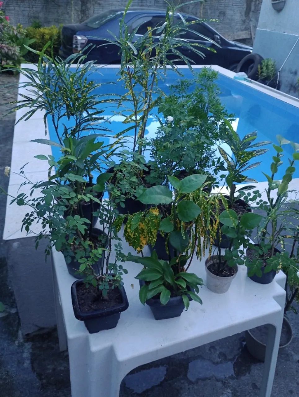 Plantas - Foto 5