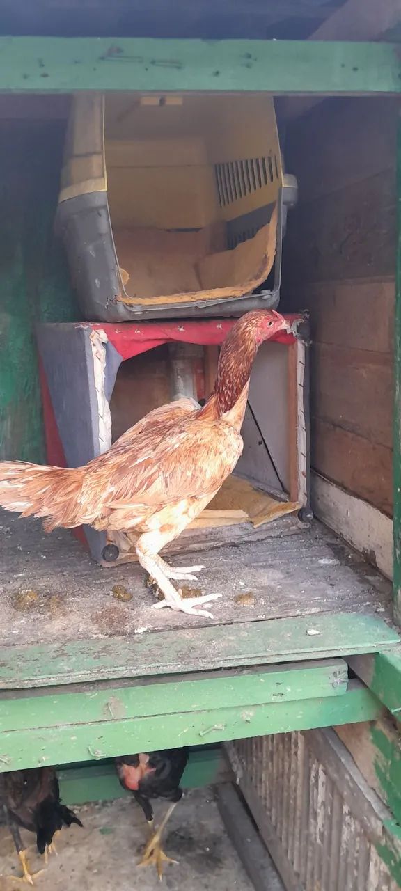Galinha  - Foto 2