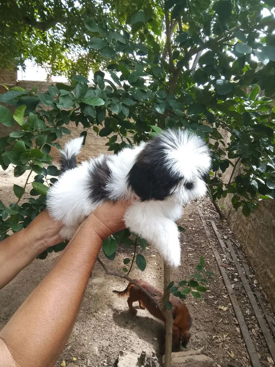 Shih tzu fígado e tricolor  - Foto 4