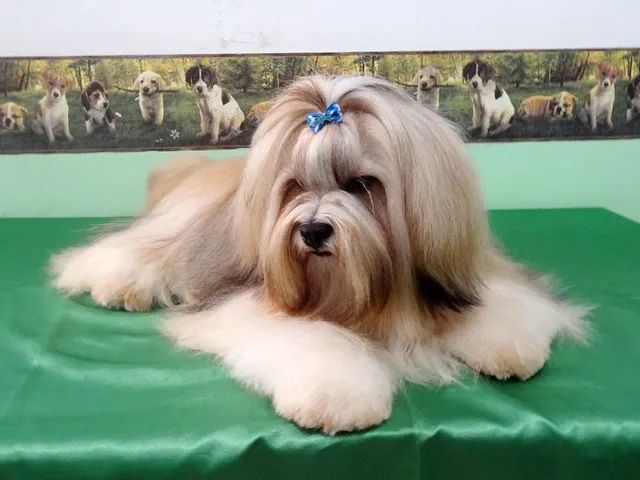 Lhasa Apso - Filhote para Reserva e Entrega em Março. Parcelamos em 10x! - Foto 4