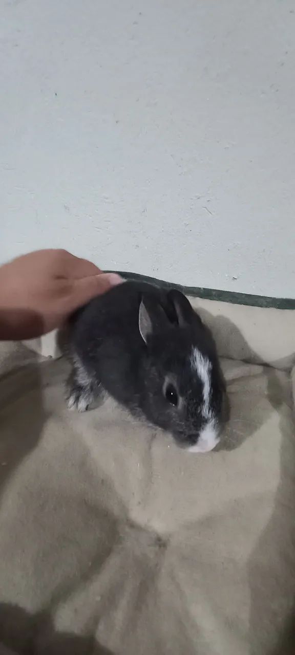 Anões e mini  - Foto 3