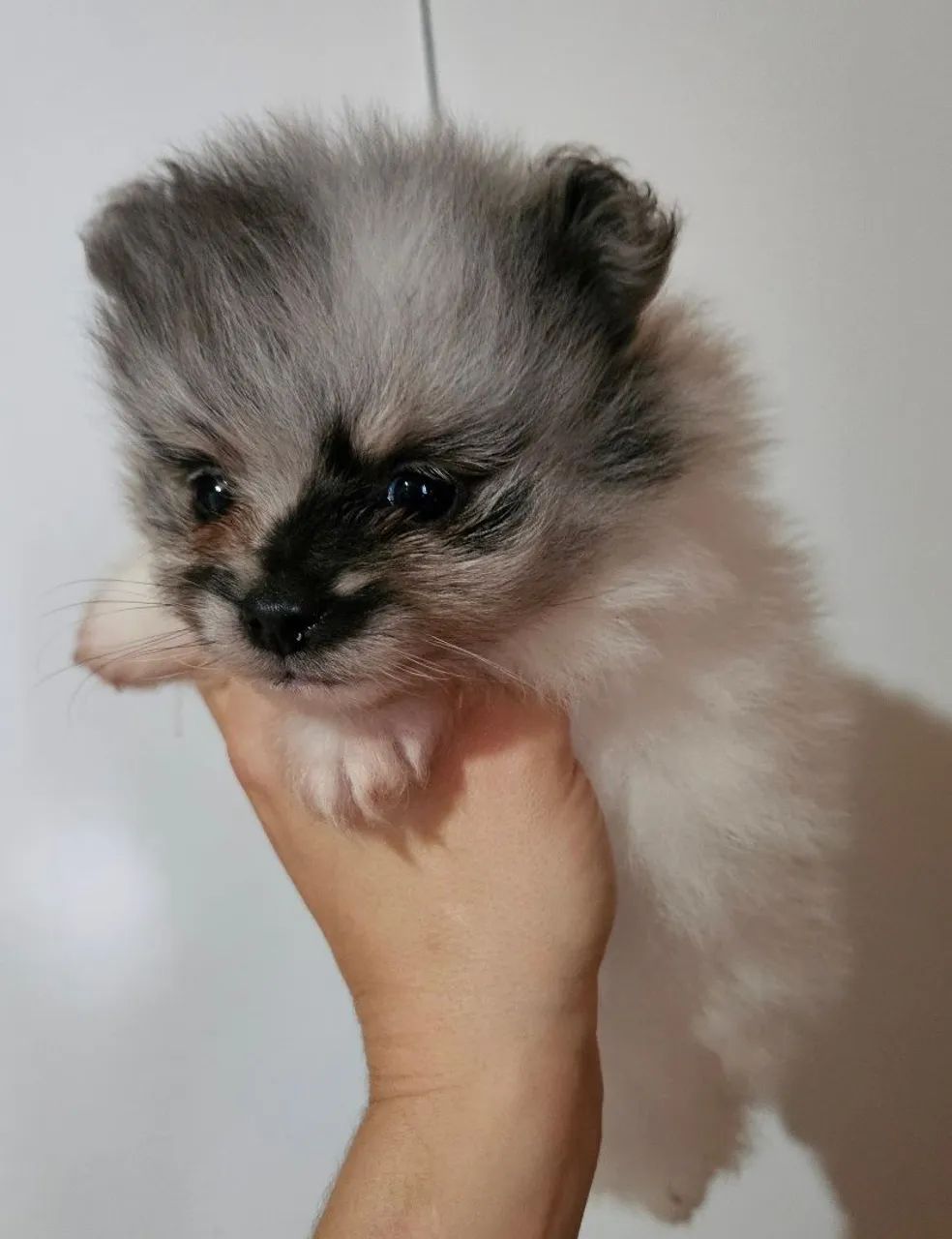 Spitz Alemão macho - Foto 2