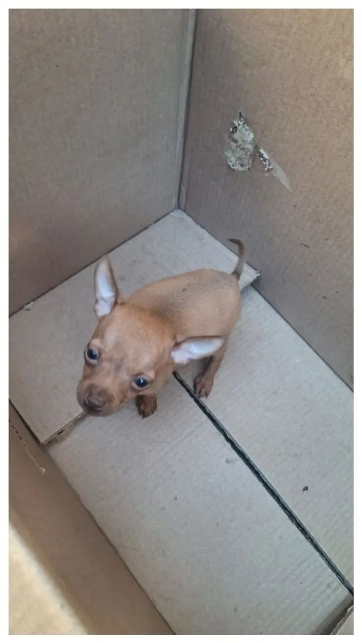 PINSCHER 
