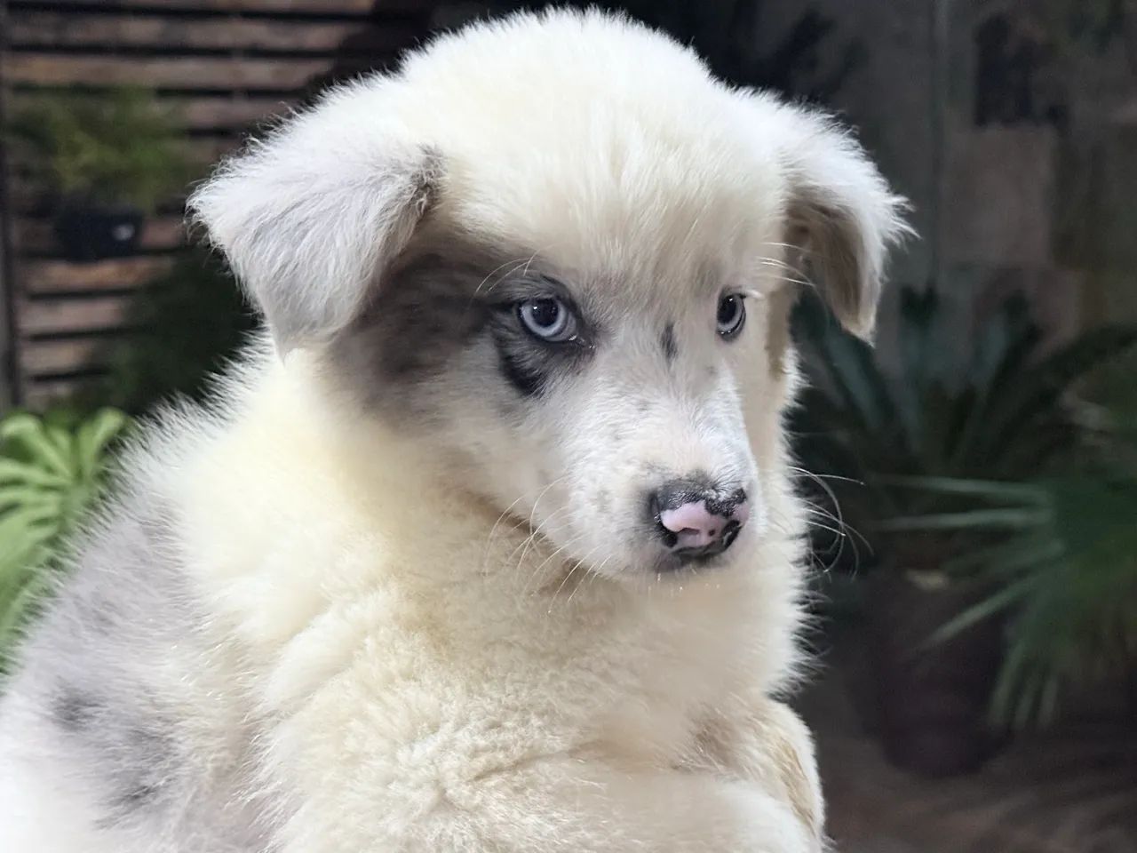 ULTIMO FILHOTE de Border Collie 