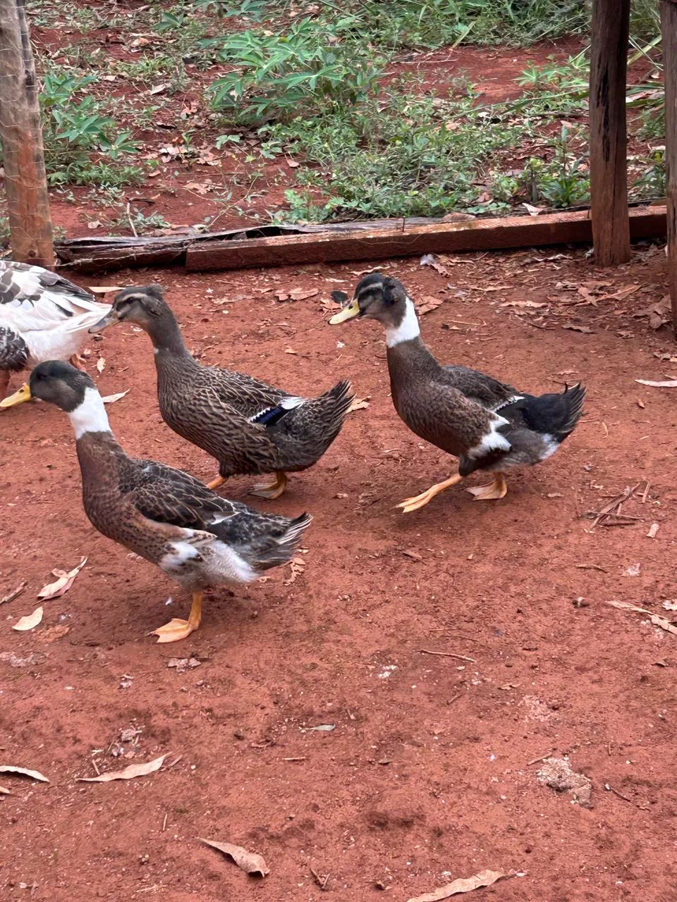 Vendo marrecos  - Foto 4