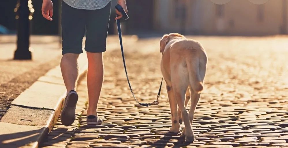 Passear com seus cachorros ?