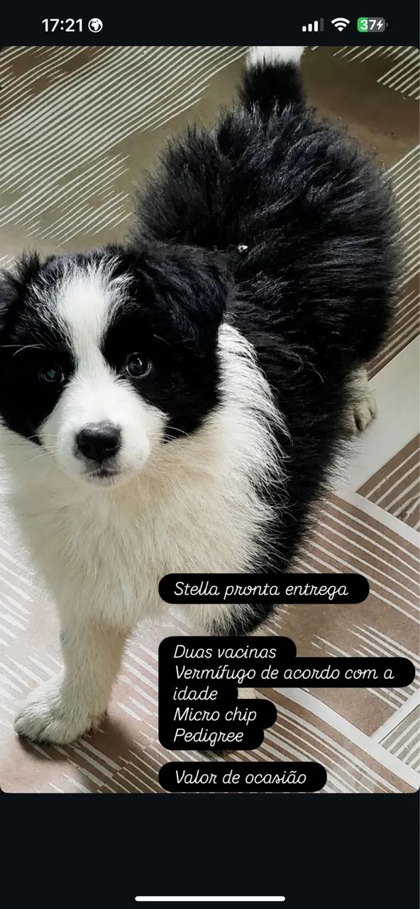 Filhotes de boder collie ótima linhagem ! - Foto 2