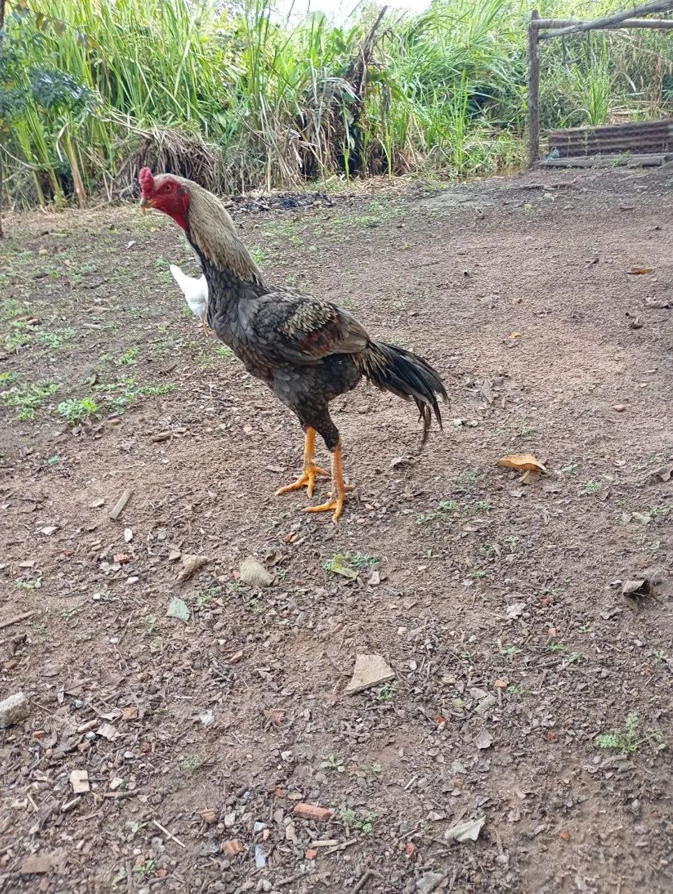 Frango  - Foto 2