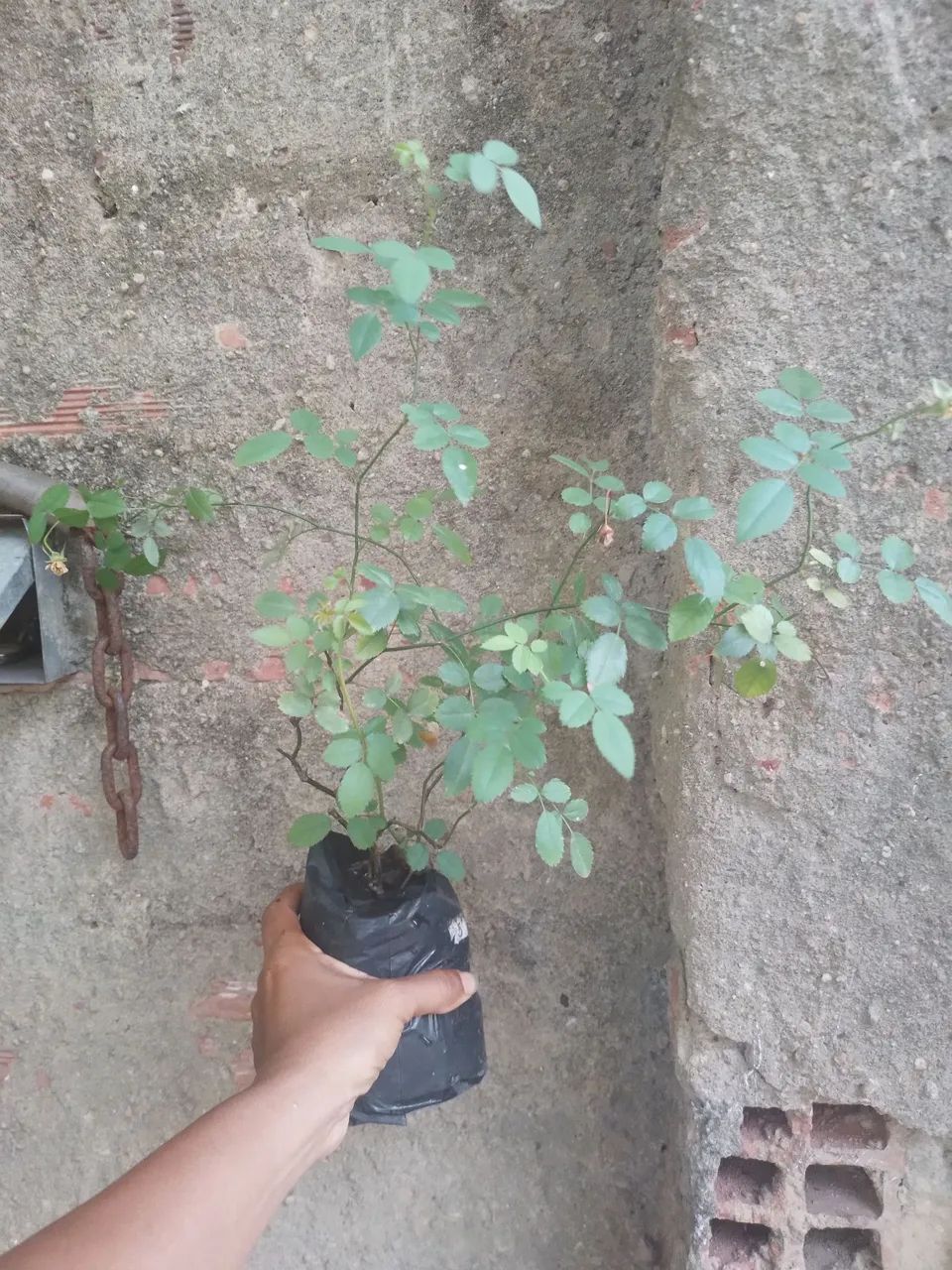 Mine rosa branca  - Foto 2