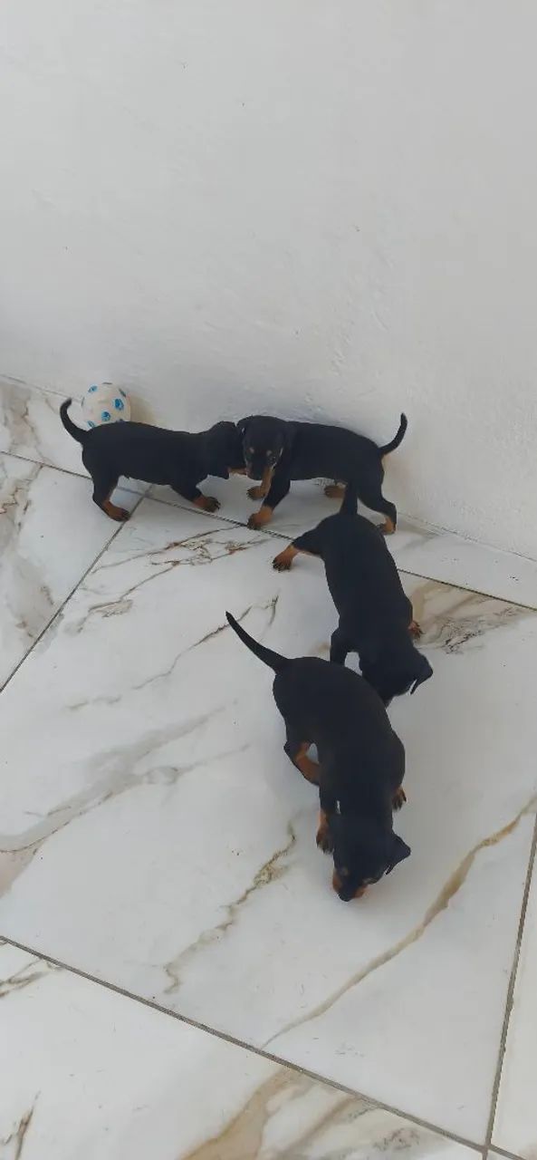 Cachorro pinscher  - Foto 3