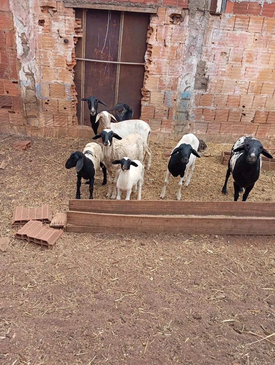 VENDO CARNEIRO , OVELHA , BODE E CABRA - Foto 2