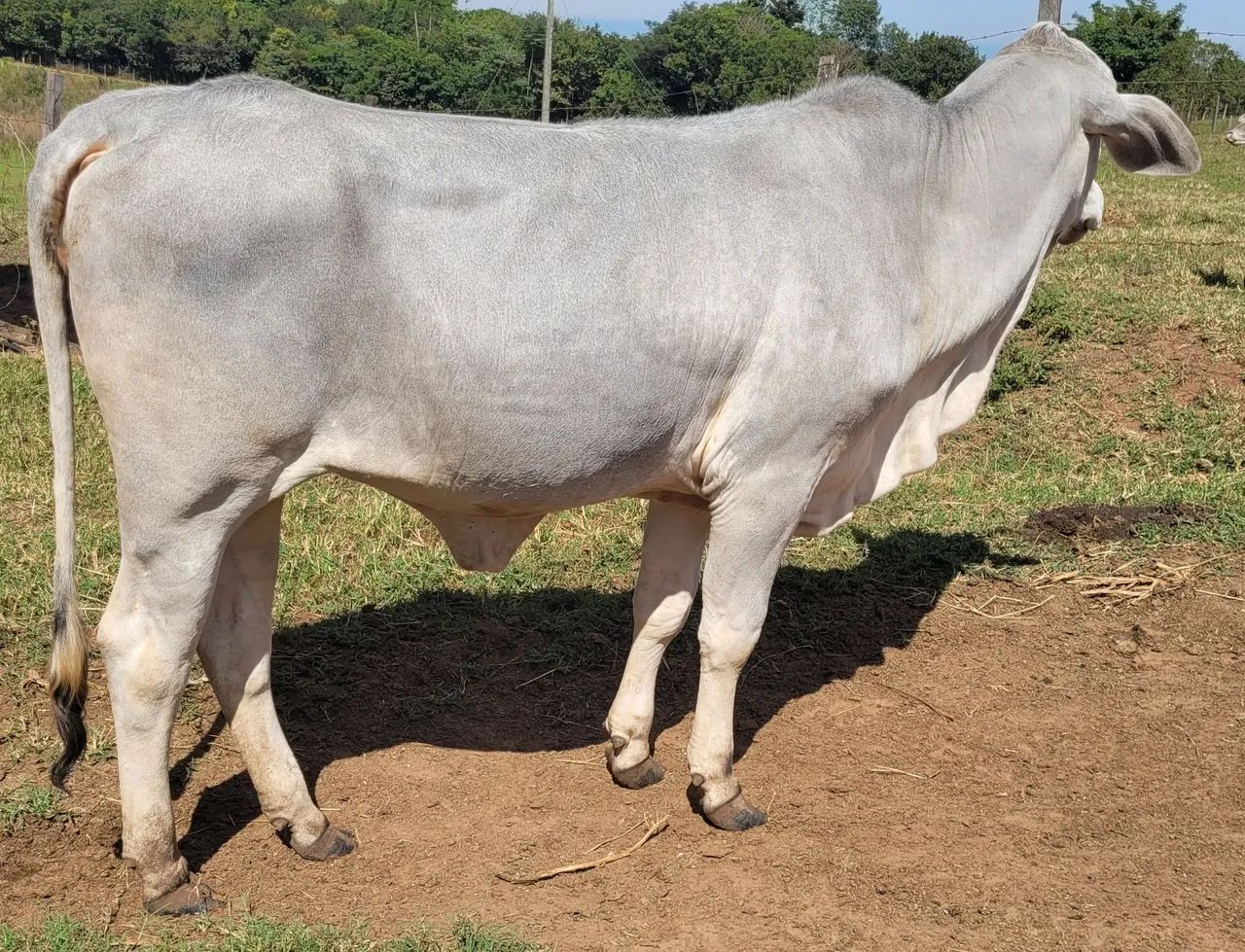 Novilha bruta mansa