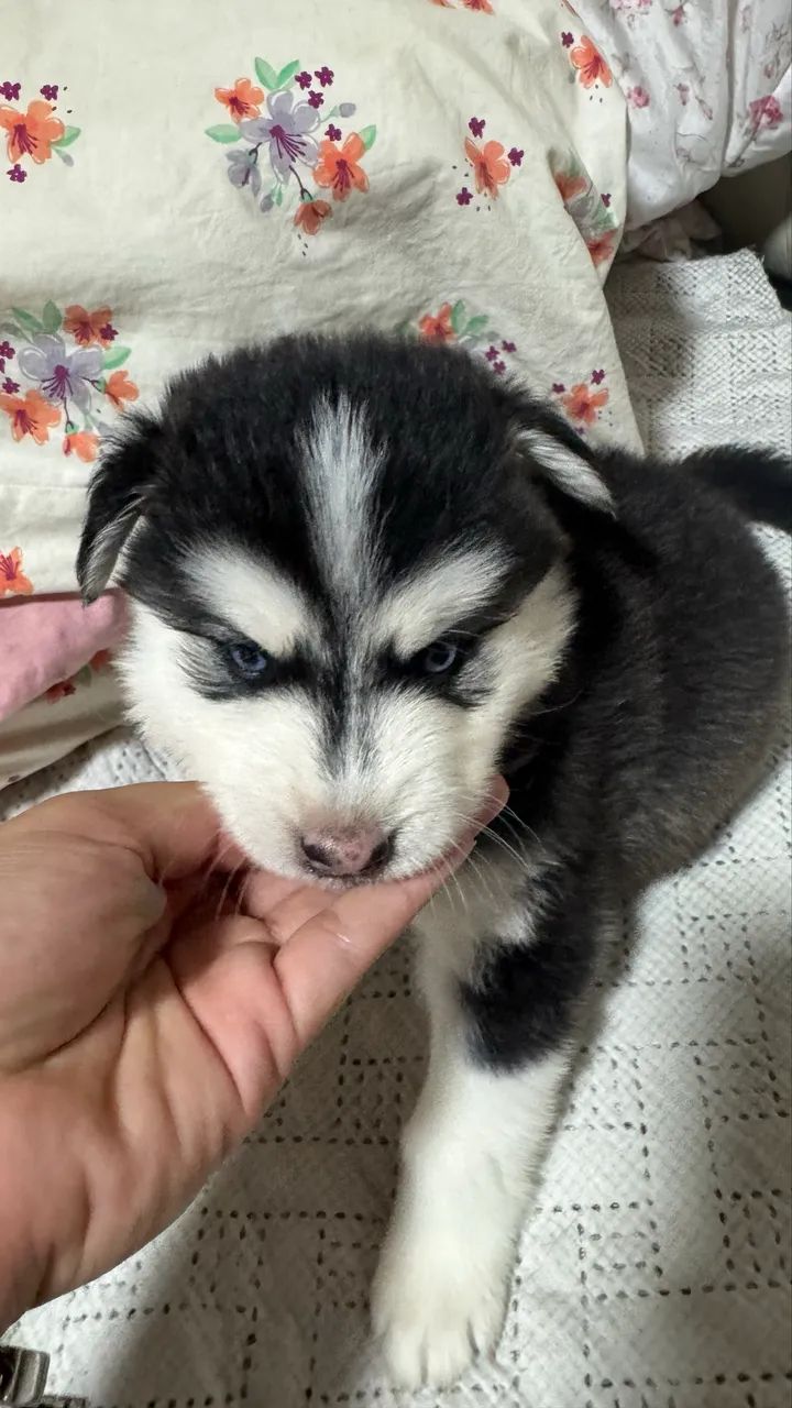 Filhote de Husky 