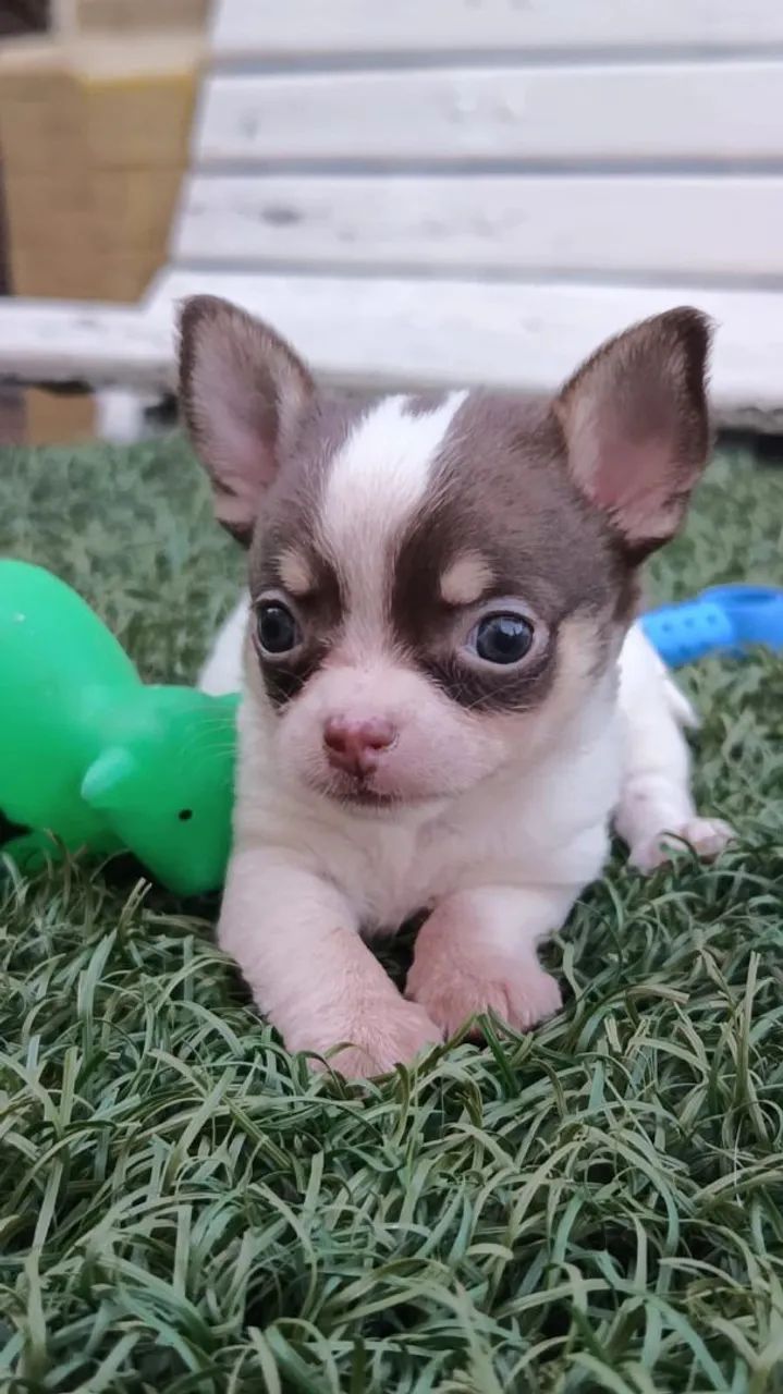 Chihuahua  - Foto 4