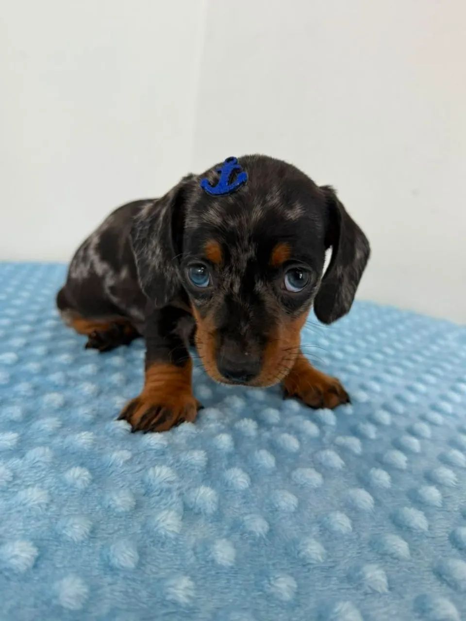 Dachshunds  - Foto 2