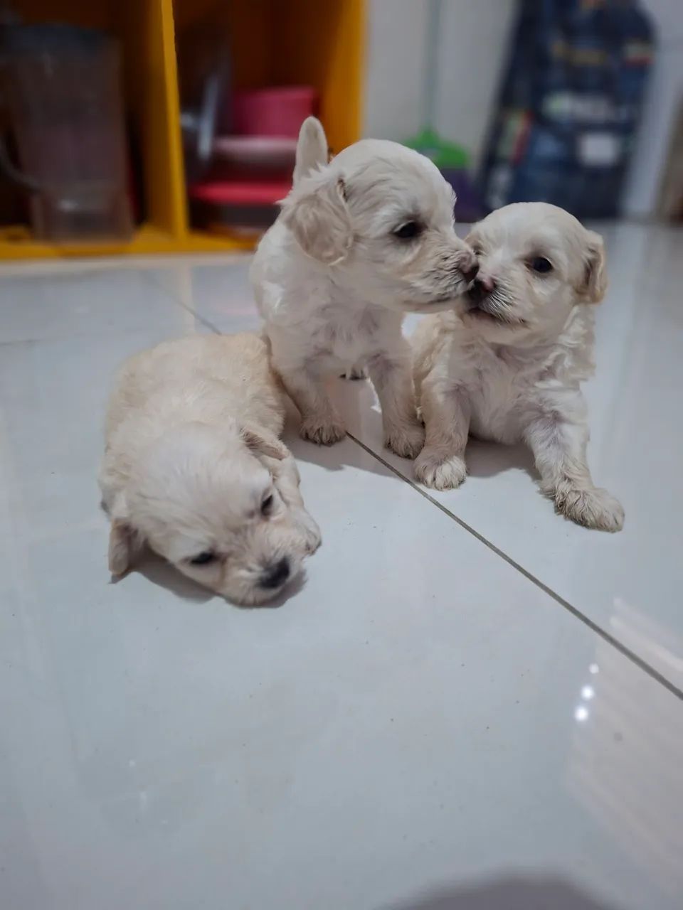 Filhote de Poodle  - Foto 2