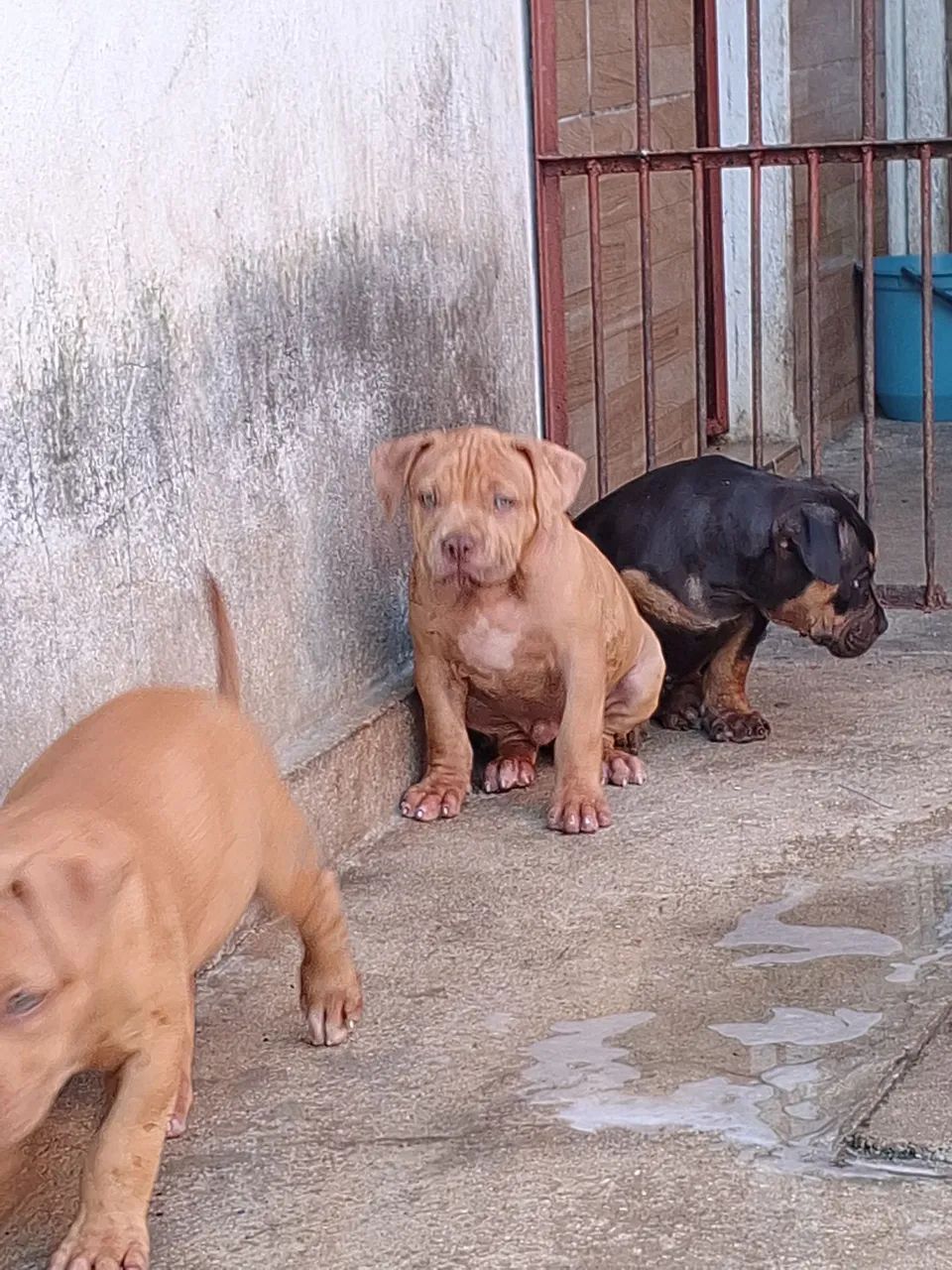 Machinho disponível  - Foto 2