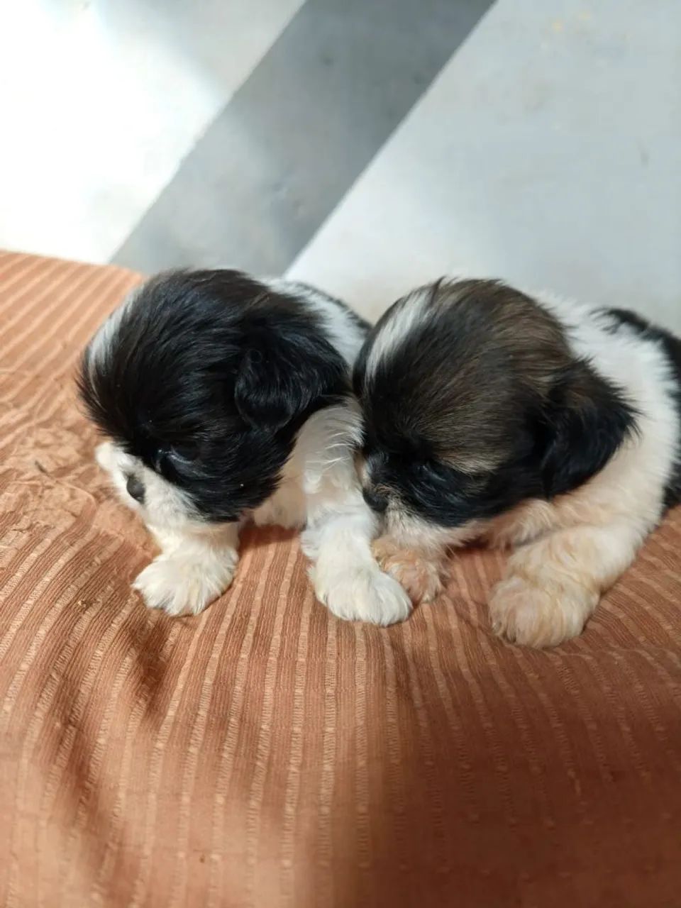 Shihtzu  femea - Foto 4