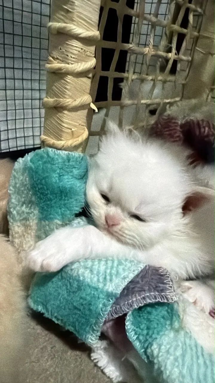 Gatos Persas  - Foto 2