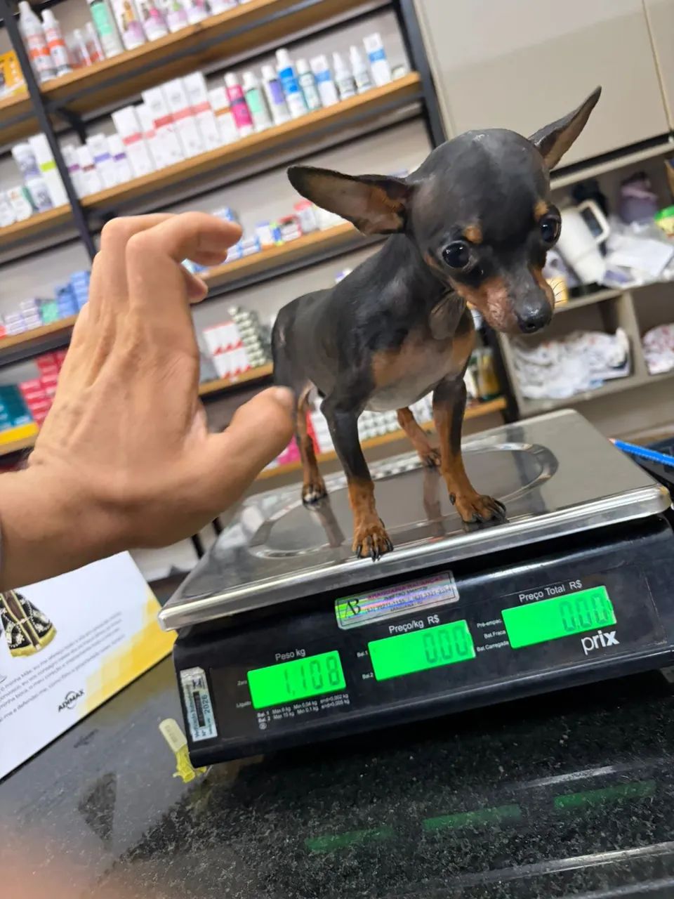 Cachorro  - Foto 2