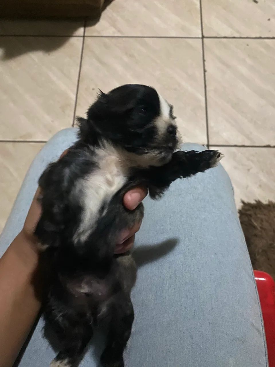 Filhotes de SHIH TZU  - Foto 6