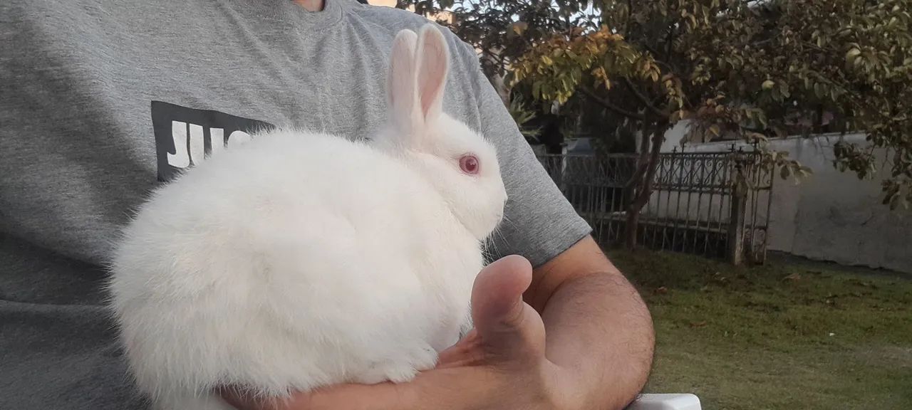 Coelho Netherland Dwarf _Mini Holandês  - Foto 2