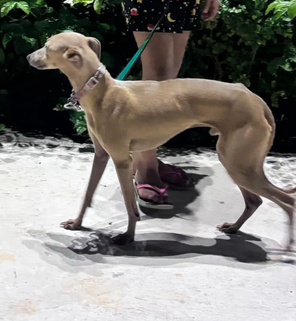 Cachorro Galgo Italiano Macho - Foto 2