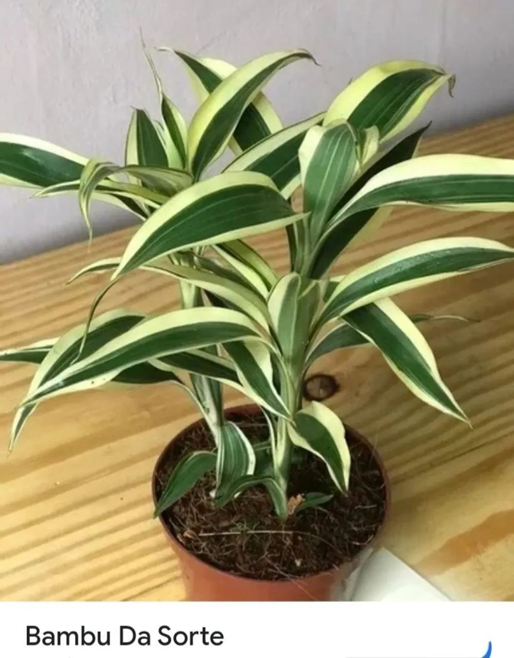 Mudas de plantas  - Foto 3