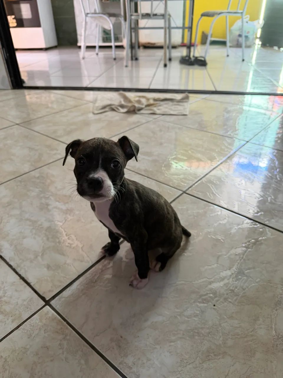 cachorro - Foto 3