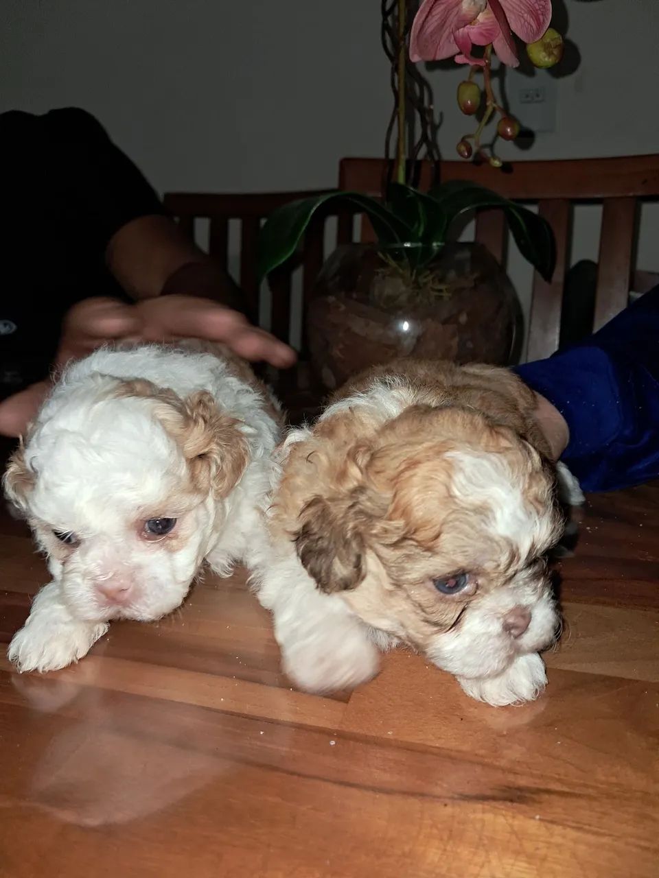 Filhotes de shih tzu  - Foto 3