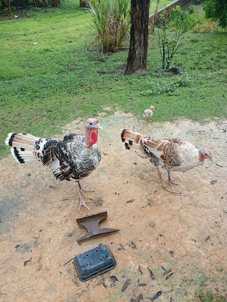 Vendo 500 - Foto 2