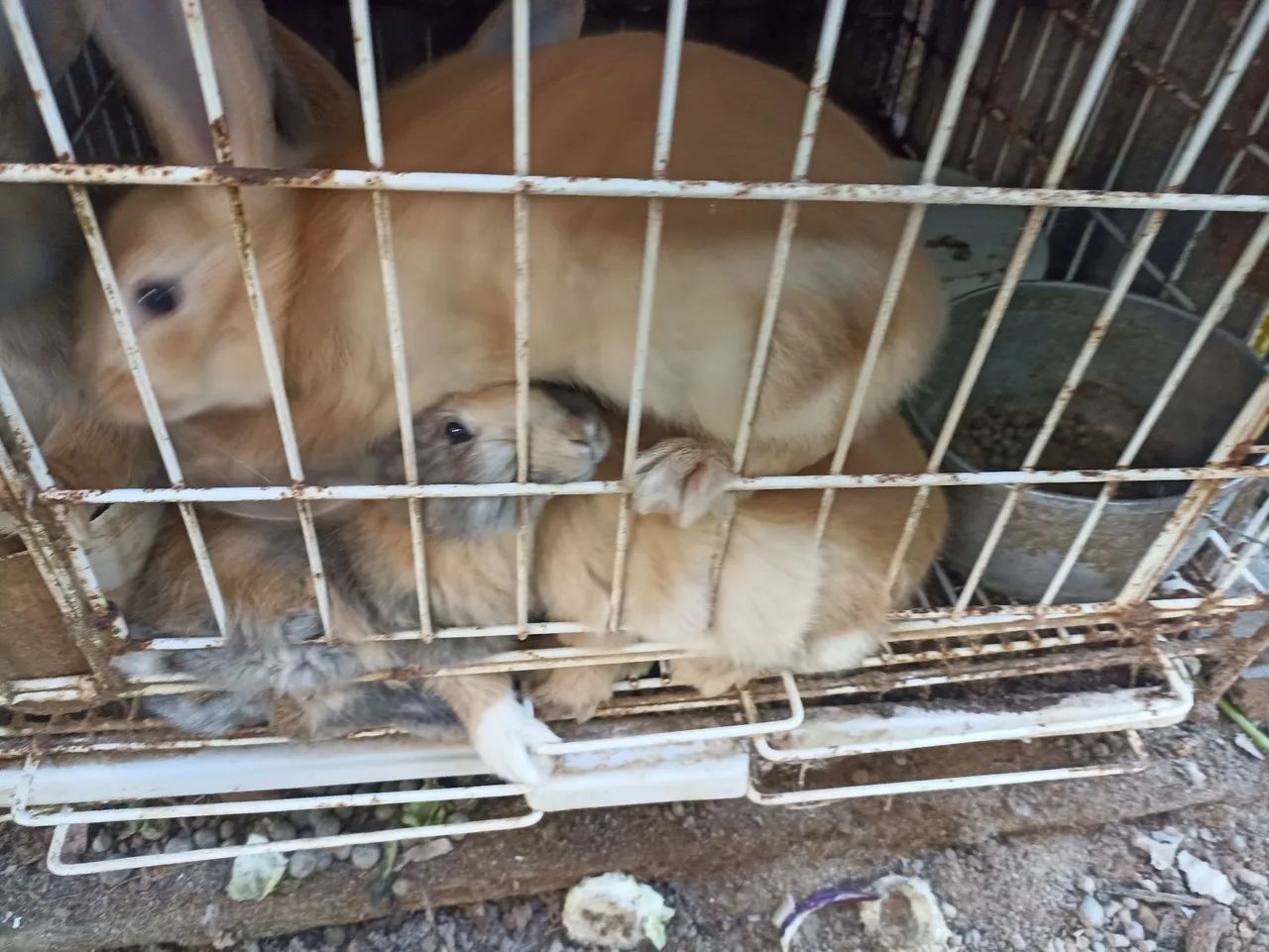 Mini coelhos  - Foto 4