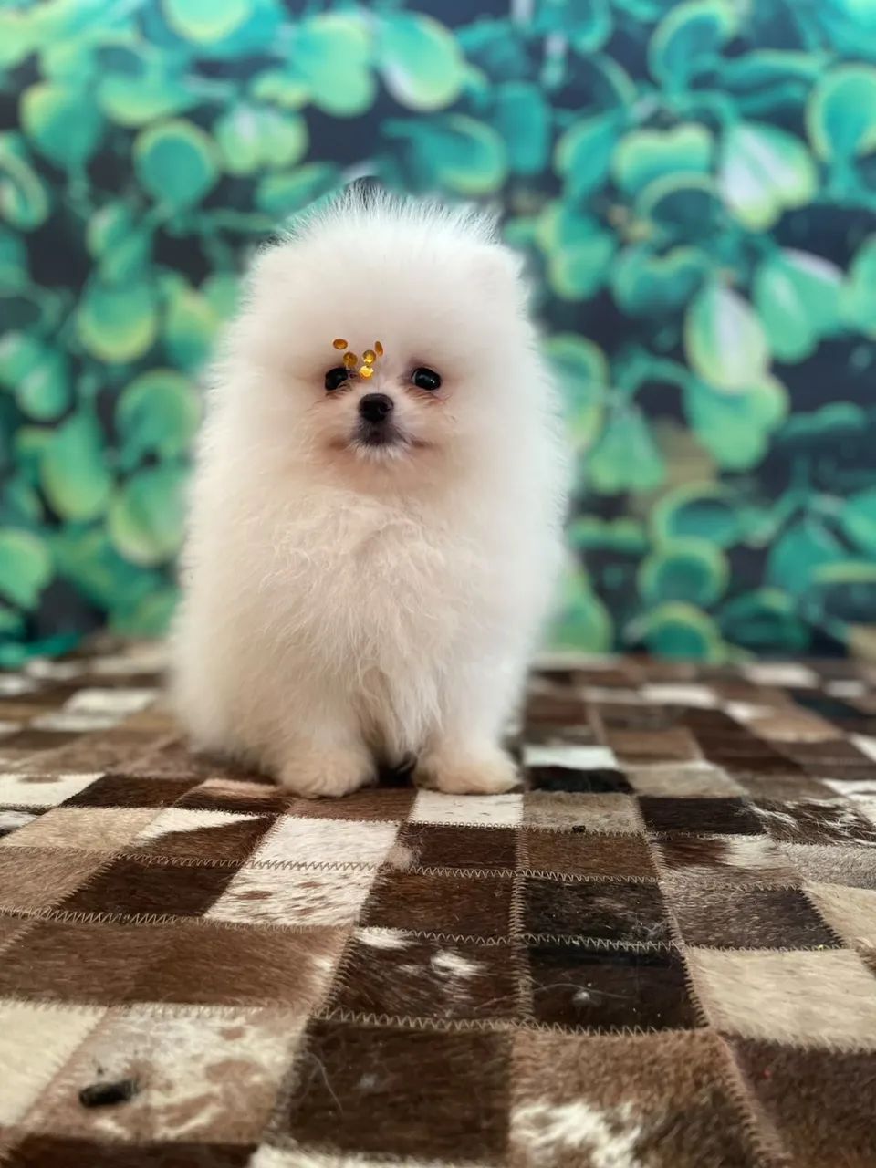 Spitz alemão  - Foto 2