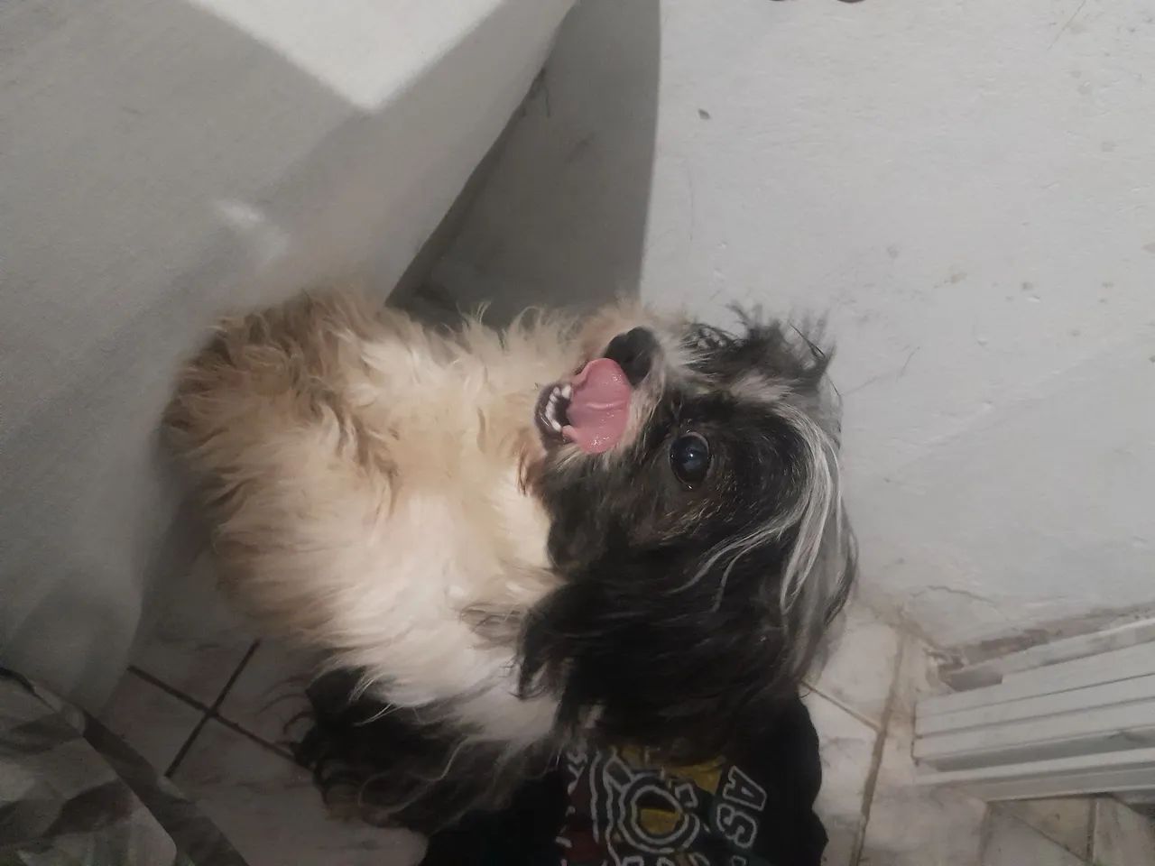 Cachorro 