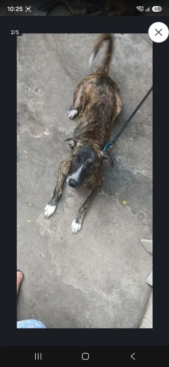 Cadela pra doar  - Foto 2