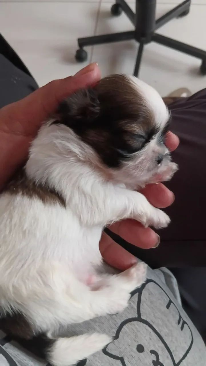 Vendo shihtzu  - Foto 2