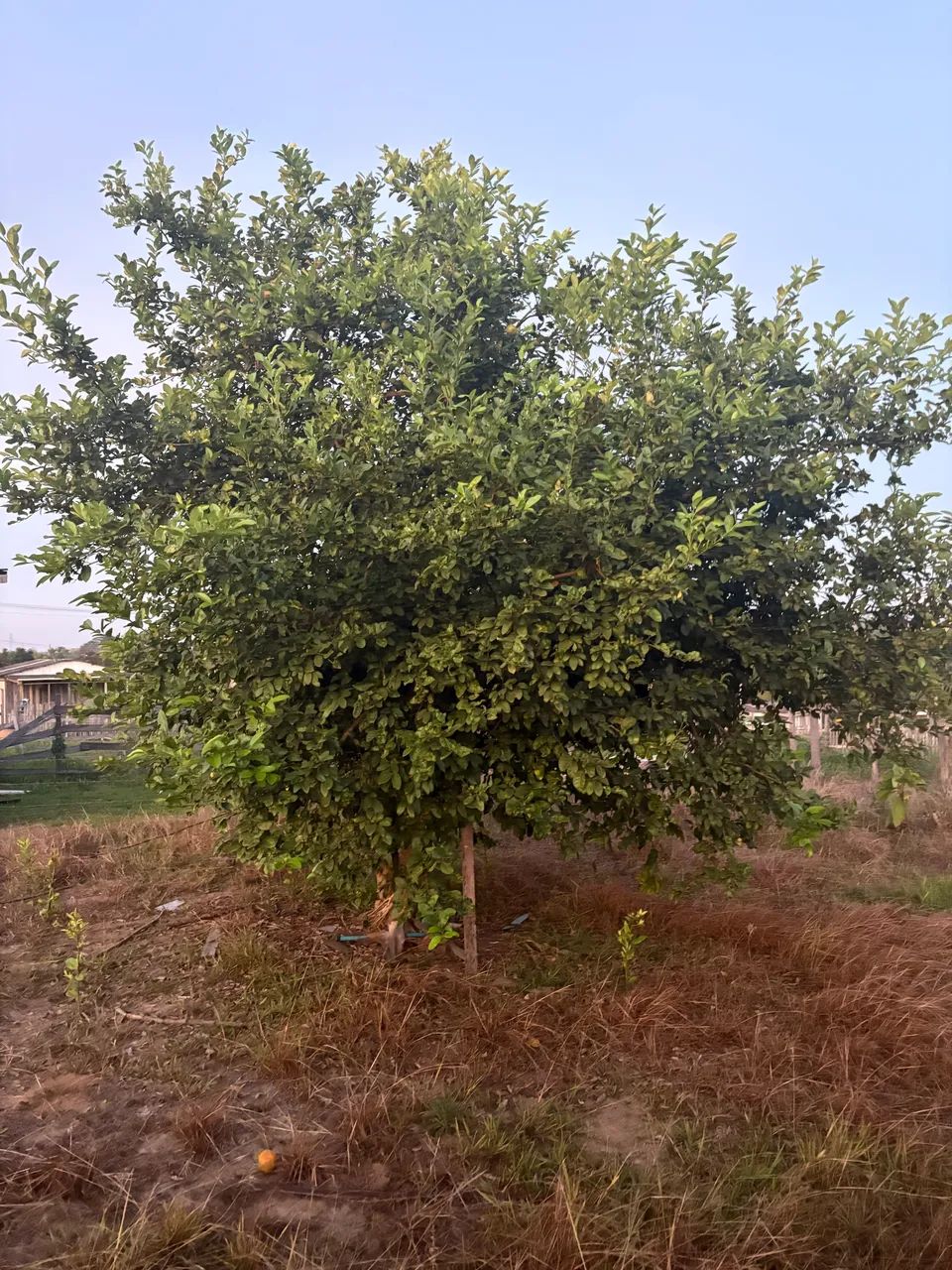 Vendo Terreno na parte alta  - Foto 5