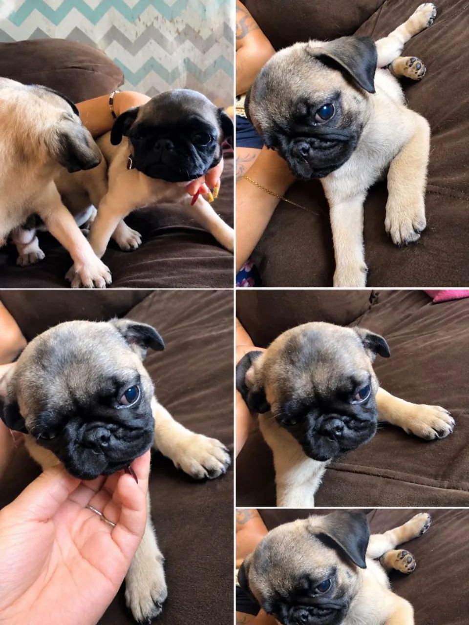 Pug