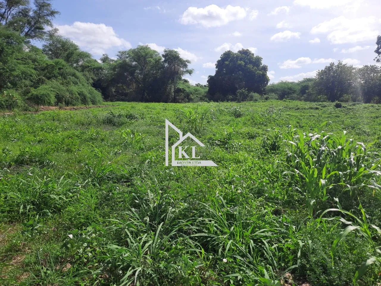 Fazenda de 120 Hectares com Abundância de Água - Oportunidade para Investimento ou Lazer - Foto 6