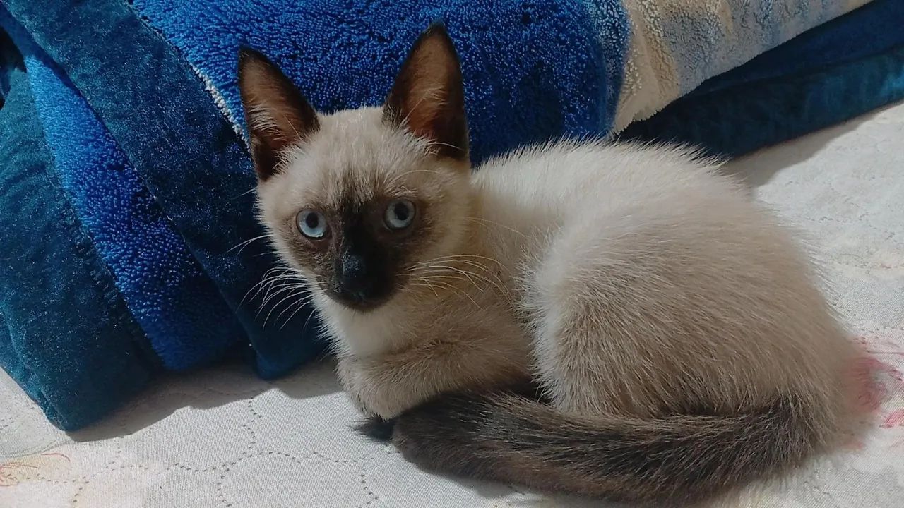 Doação de gata