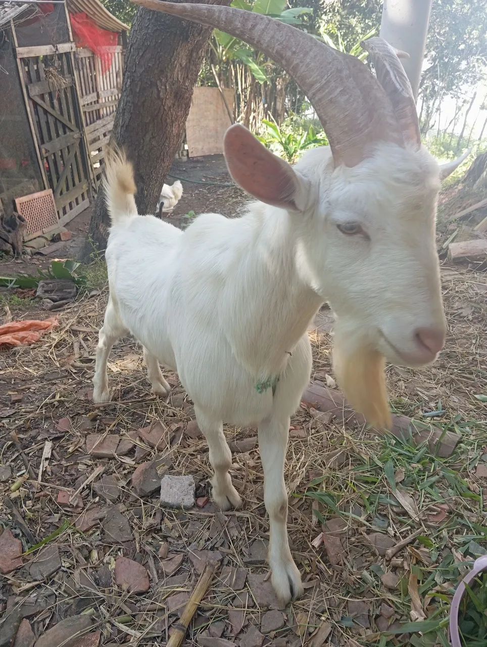 animal  - Foto 4