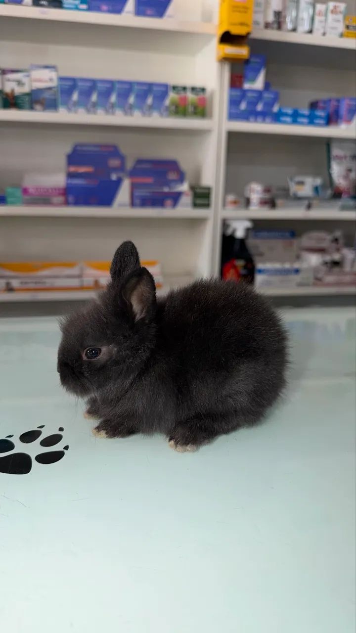 Coelhos Mini Lion