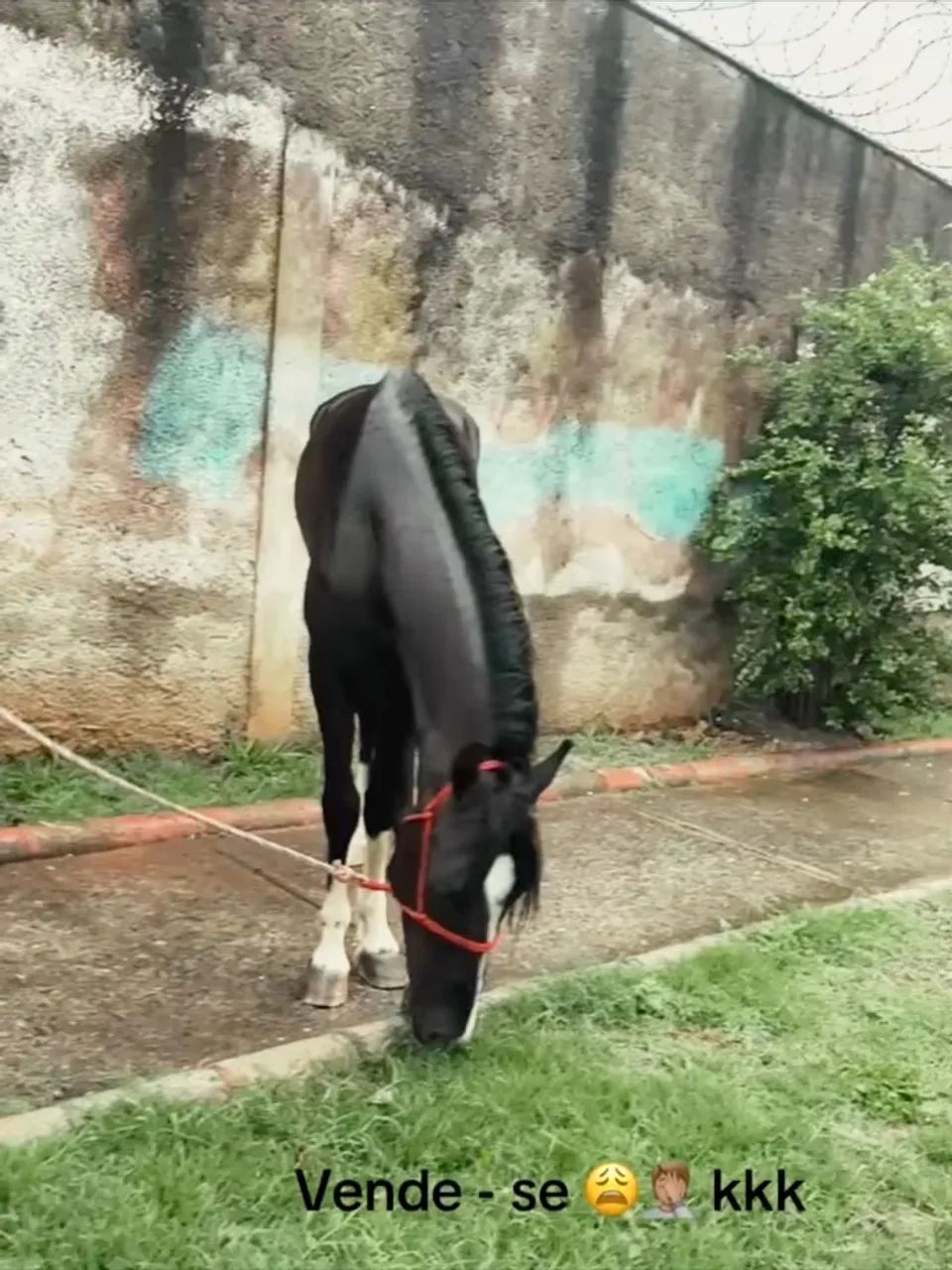 Potro preto luxo de batida  - Foto 3