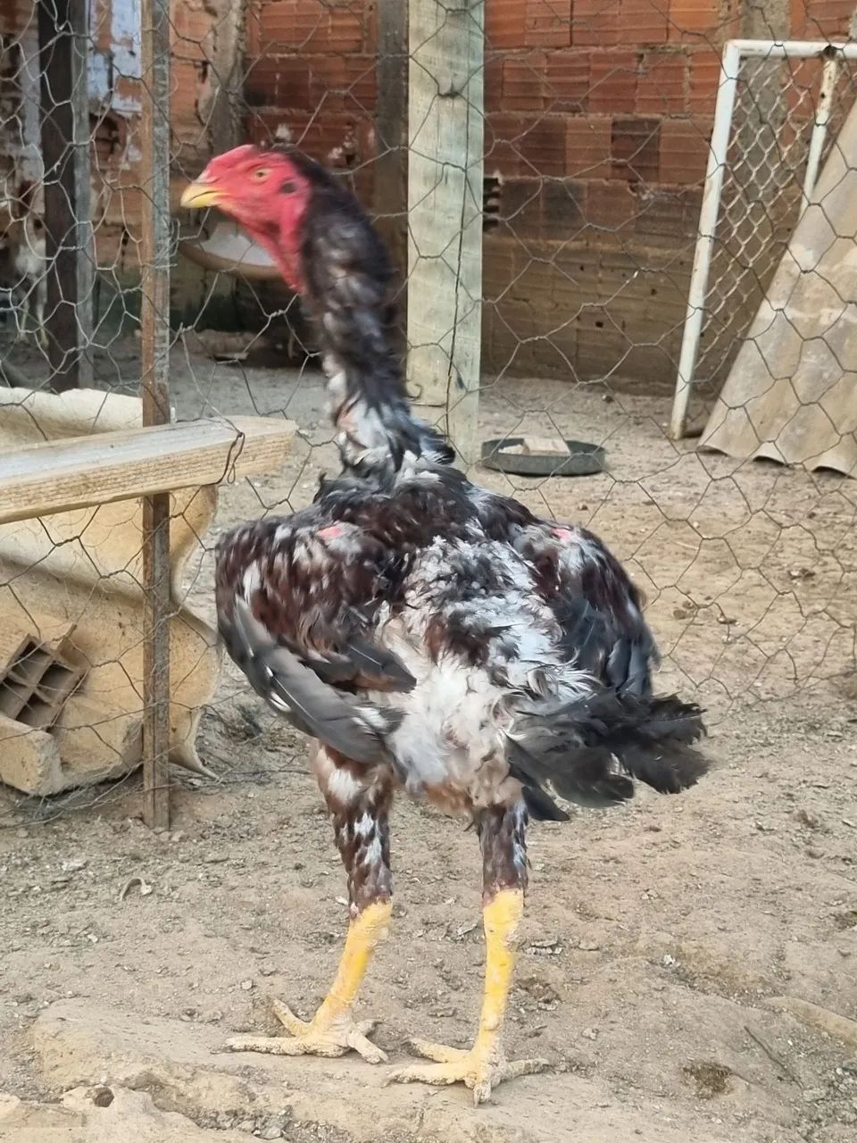 Frango  - Foto 4